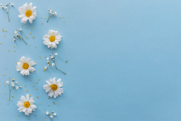 Vue grand angle de fleurs blanches sur fond bleu Photo gratuit