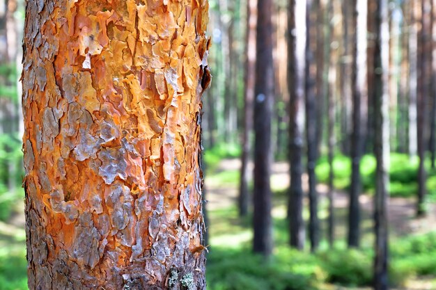 Vue de grands arbres anciens dans le ciel bleu de la forêt vierge à feuilles persistantes à l'arrière-plan. Photo Premium