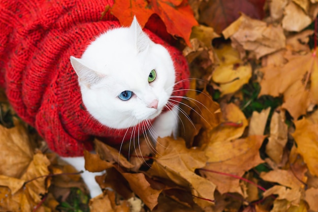 Vue D En Haut Chat Blanc Yeux Multicolores Race Angora Se Trouve Parmi Le Feuillage Du