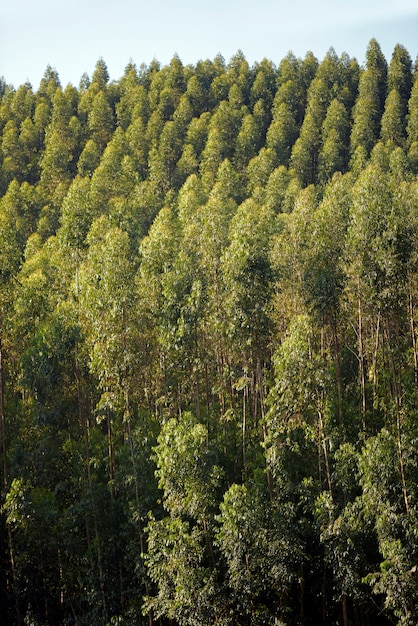 Vue large de la plantation d'eucalyptus, à usage industriel Photo Premium