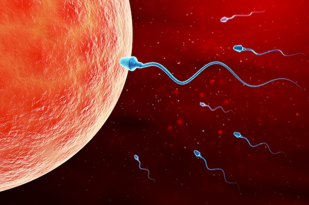 Vue Microscopique Des Spermatozoïdes Et Des Ovules Photo Premium 