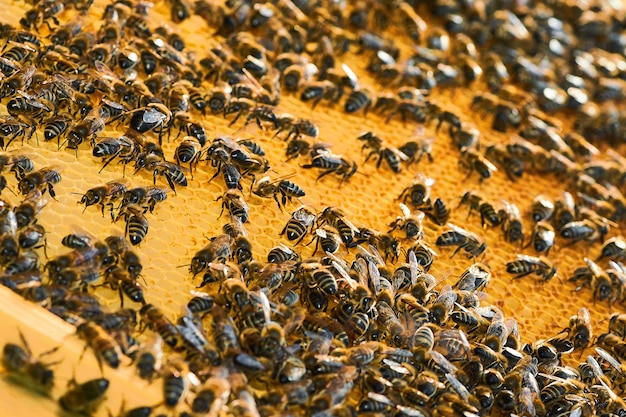 Vue Rapprochee Des Abeilles Qui Travaillent Sur Le Nid D Abeilles Avec Du Miel Doux Le Miel Est L Apiculture Des Produits Sains Photo Premium