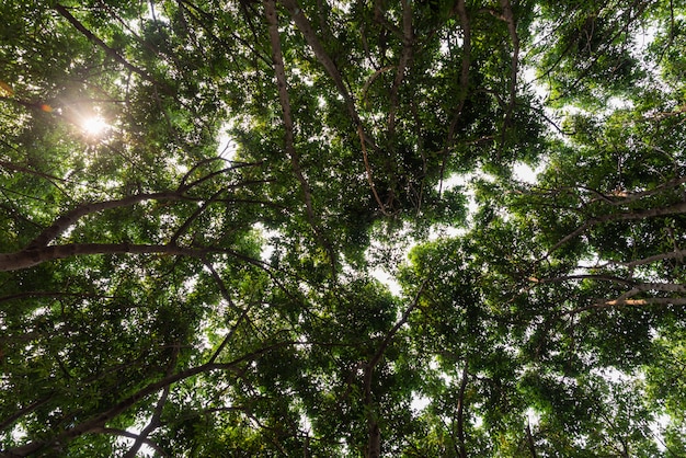 Vue rapprochée du vieil et grand arbre, du bas à la cime des arbres Photo Premium
