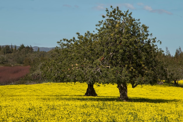 Vue d'un verger de caroubiers dans un champ de fleurs jaunes dans la campagne du portugal. Photo Premium