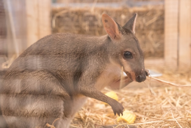 Wallaby Ou Mini Kangaroo Photo Gratuite