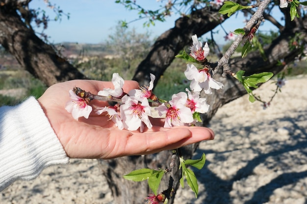 Womana A A S Hand Holding Fleurs D Amandiers En Fleurs Printemps En Espagne Photo Premium