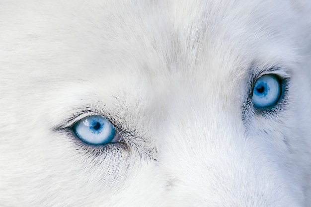 Yeux Bleus Avec Fourrure Duveteuse Blanc Comme Neige D Un Chien Husky Photo Premium