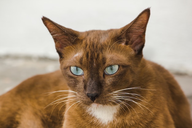 Les Yeux Du Chat Brun Sur Le Sol Regardent Photo Premium