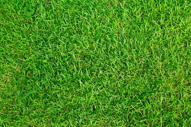 champ d 39 herbe texture_1232 251