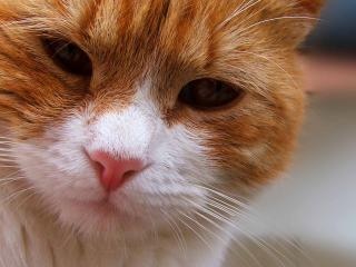 Le chat orange - Alan Mets - Babelio
