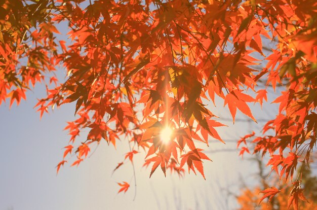 feuilles-d-39-erable-d-39-automne-avec-rayon-de-soleil-sur-le-ciel-bleu-style-de-couleur-vintage_1356-484.jpg
