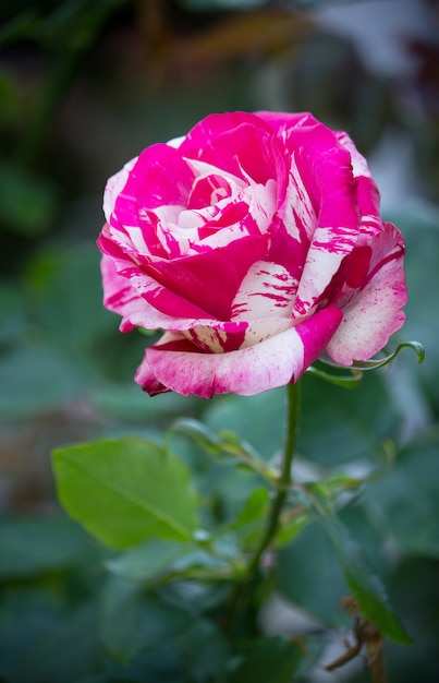  Fleur  de  rose  dans un jardin  T l charger des Photos 