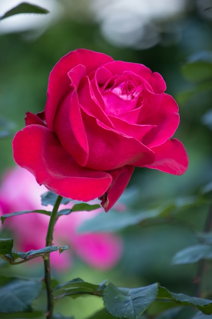  Fleur  de  rose  rouge dans un jardin  T l charger des 