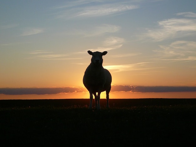 https://image.freepik.com/photos-libre/moutons-mer-coucher-de-soleil-digue-nord-nordfriesland_121-50494.jpg