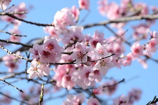 Orchestration romantique Nature-fleurs-jardin-de-fleurs-fleurs-de-printemps-peche_121-90852