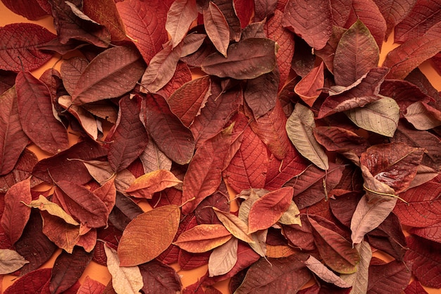 Sfondo Di Foglie Di Autunno Primo Piano Vista Dall Alto Foto Premium