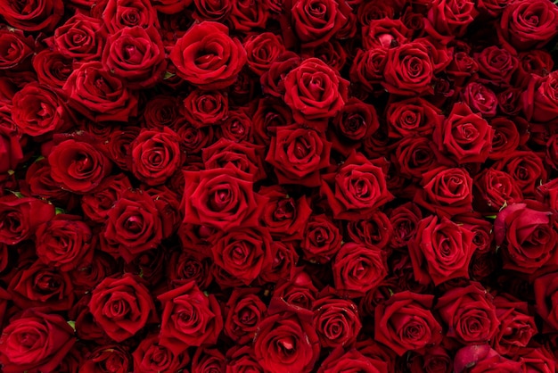 Trama Di Sfondo Di Rose Rosse In Fiore La Rosa Rossa Significa Amore E Romantico Foto Premium