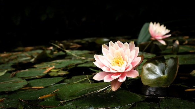 Bellissimi Fiori Di Loto Sul Lago Foto Premium