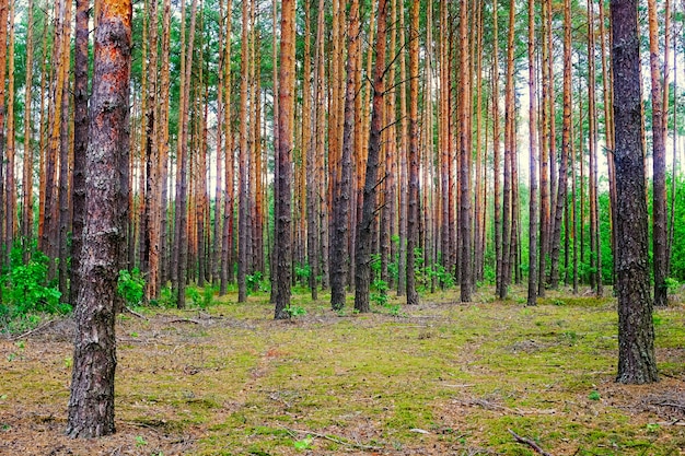 Белорусский лес фото