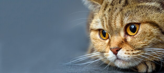 Gatto Del Bengala Con Spazio Per La Pubblicita E Il Testo Foto Premium