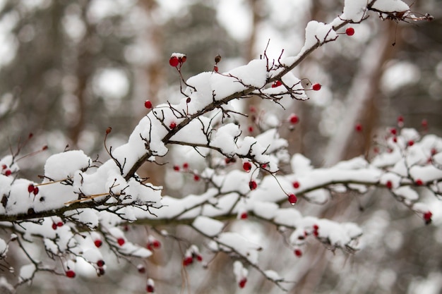 Un Ramo Di Rosa Selvatica Nella Neve Bella Natura Invernale Foto Premium