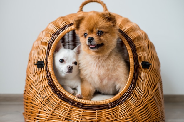 Primo Piano Di Due Adorabili E Graziosi Cuccioli Cani Pomerania E Chihuahua Con Facce Buffe Ed