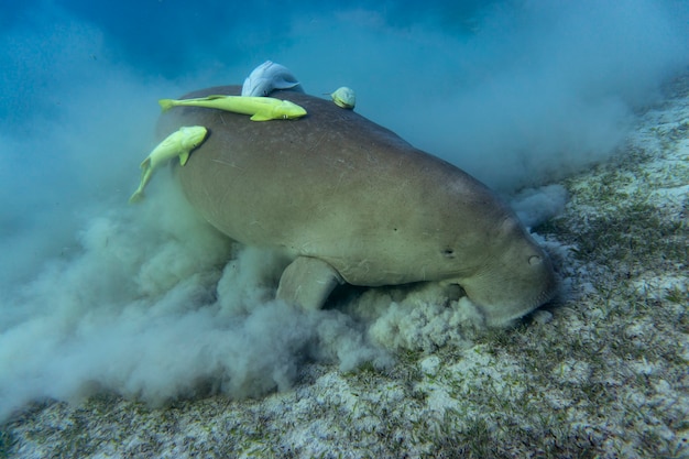 Dugongo O Mucca Di Mare Che Mangia Erba Di Mare Sul Fondo Dell Oceano Foto Premium