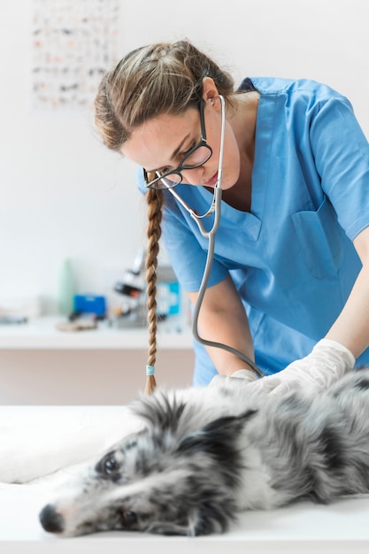 Cane d'esame veterinario femminile con lo stetoscopio che si trova