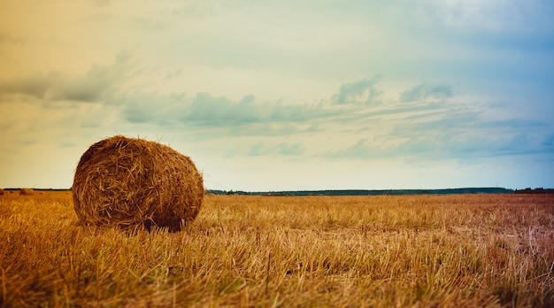 Un Campo Con Pile Covoni Di Fieno Sul Campo Scorte Di Fieno Per L Inverno Mangimi Per Bovini Foto Premium