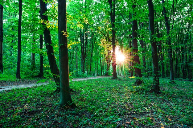 Alberi della foresta. sfondi di natura verde e legno del sole | Foto Premium