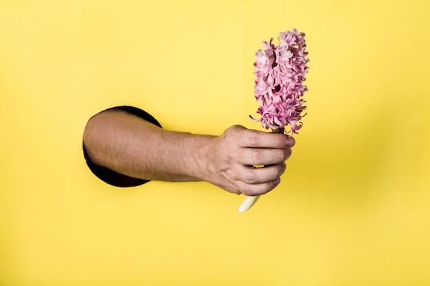 Una Mano Da Un Buco Nel Muro Di Carta Detiene Un Fiore Di Giacinto Su Uno Sfondo Giallo Foto Premium