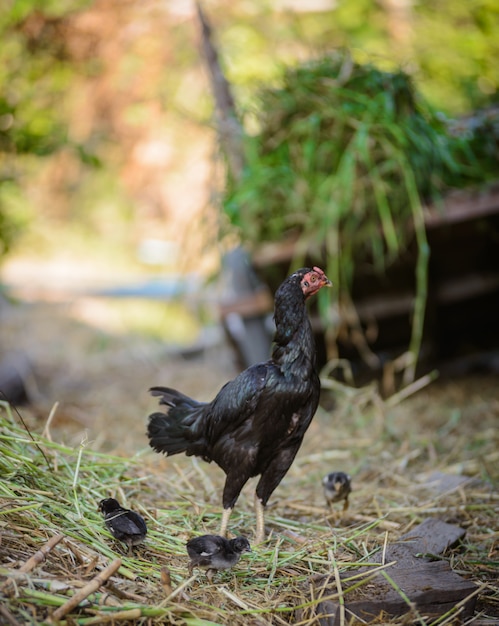 Gallina E Greggi Pulcini Di Gallina Si Radunano Per Terra Stormi Di Pulcini Foto Premium