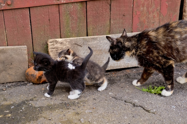 Gatto Senzatetto Mamma Con Due Piccoli Gattini Foto Premium