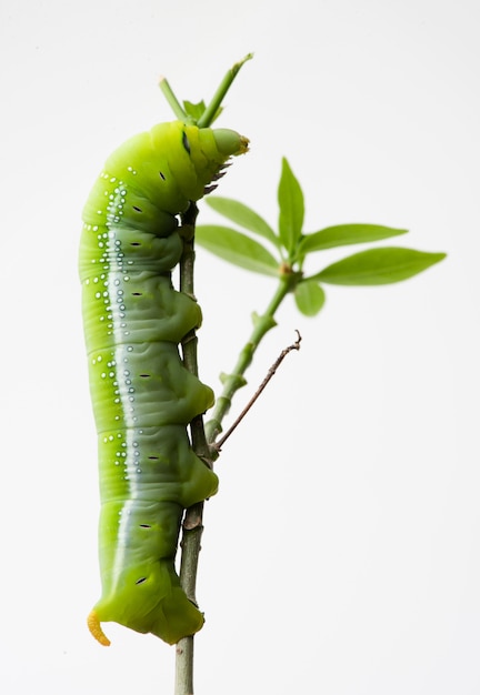 Risultato immagini per sphingidae caterpillar