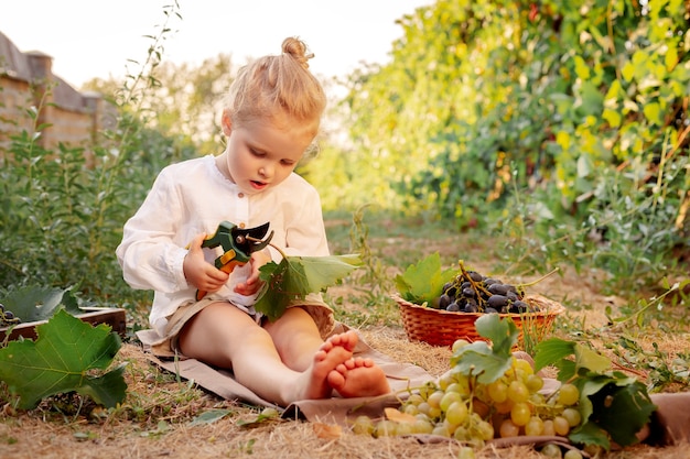 Ritratto Di Bella Ragazza Caucasica Bambino Di 3 Anni Bionda Riccia Che Tiene Le Cesoie Da Potatura In Fattoria In Vigna Foto Premium