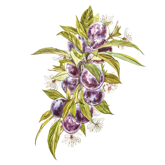 Prugna Matura E Ramo Con Fiori Acquerello Del Disegno Della Prugna Isolato Illustrazione Botanica Dell Acquerello Foto Premium