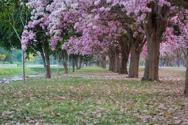 Il Romantico Tunnel Di Alberi Di Fiori Rosa Foto Premium