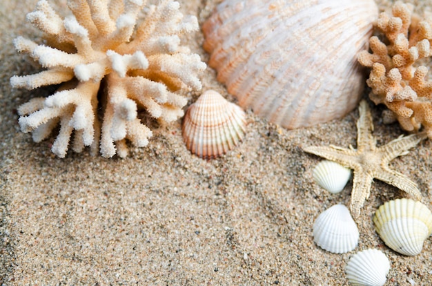 Conchiglie Di Mare E Corallo Con Piccola Stella Di Mare In Sabbia Bianca Foto Premium