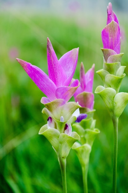 Fiore Di Siam Tulip O Fiori Di Sessilis Della Curcuma Con Fondo Verde Foto Premium