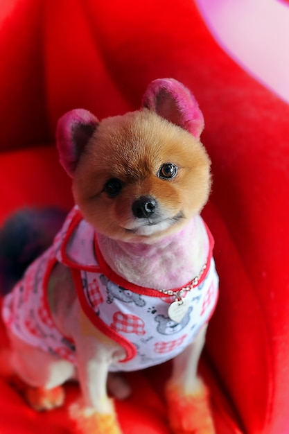 Immagine Soft Focus Della Bella Chihuahua Cucciolo Di Capelli Colorati Tintura Sul Divano Rosso Foto Premium