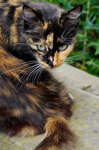 Gatto A Tre Colori Della Strega Della Tartaruga Con Gli Occhi Gialli Sopra Di Erba Verde Vista Da Sopra Foto Premium