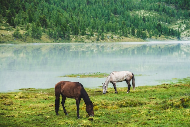 Due Cavalli Pascolano Nel Prato Vicino Al Fiume Nella Valle Di Montagna Cavalli Bianchi E Marroni