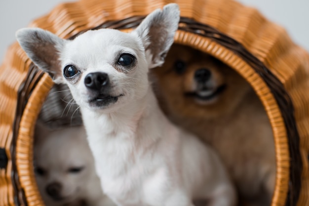 Due Adorabili E Simpatici Cuccioli Di Chihuahua E Peloso Cucciolo Di Cane Pomeranian Seduto In Una Cuccia Di Vimini E Guardando Fuori Con Facce Emotive Divertenti Foto Premium