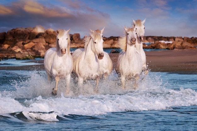 I Cavalli Bianchi Stanno Galoping Nell Acqua Sulla Spiaggia Foto Premium