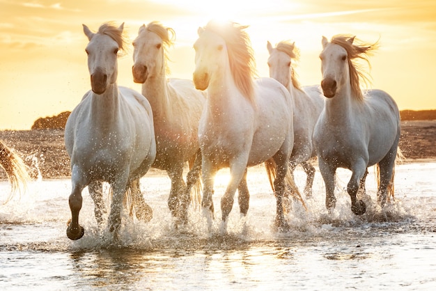 Cavalli Bianchi Sulla Spiaggia Foto Premium