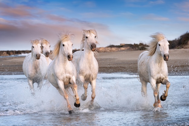 Cavalli Bianchi In Camargue Francia Foto Premium