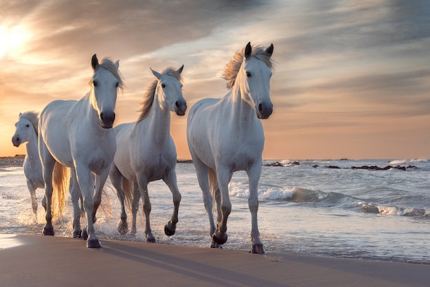 Cavalli Bianchi In Camargue Francia Foto Premium