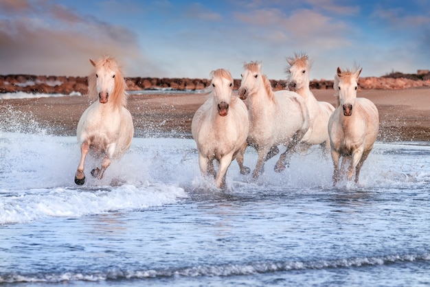 Cavalli Bianchi Al Galoppo Sulla Spiaggia Foto Premium