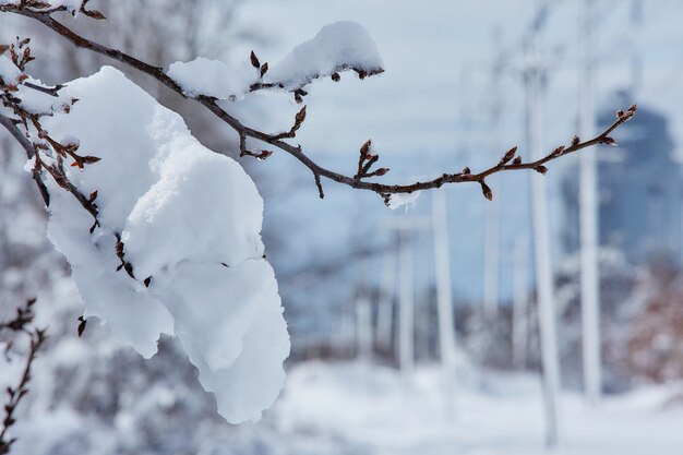 Favola Di Inverno Che Si Occupa Della Bellezza Della Natura Di Bufera Di Neve Foto Premium