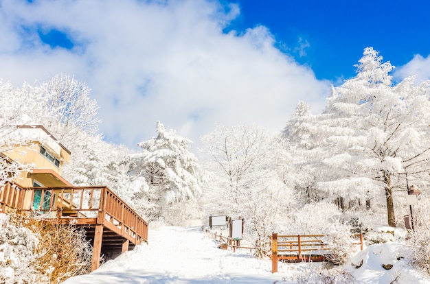 Paesaggio Invernale In Montagna Con La Neve Che Cade A Seoul Corea Del Sud Foto Premium